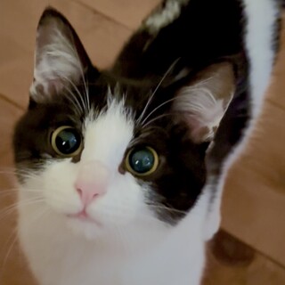 なでなで大好きハチワレ美人