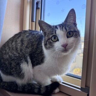 おとなしい美人さん