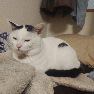 室内飼いの甘えん坊