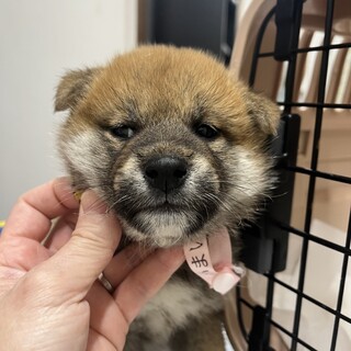 気弱な柴犬の赤ちゃん⭐︎二郎くん⭐︎