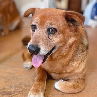 クマさんみたいな愛らしい子《二本足の大吉くん》