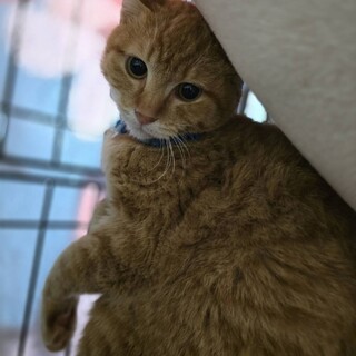 捕獲機３回入場のチュマくん