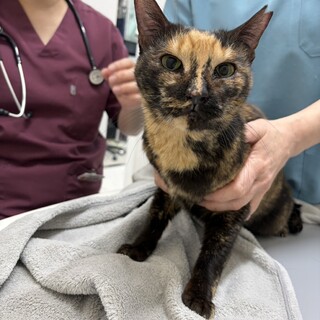 人懐こくおもちゃ大好きなあまなちゃん