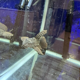 プレコ10センチ位