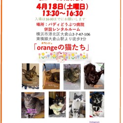 猫の譲渡会『orangeな猫たち』in大倉山