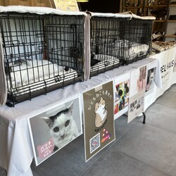 ☆川崎市開催☆4/25(土) 保護猫譲渡会