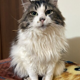 甘えん坊のママ猫ちゃん