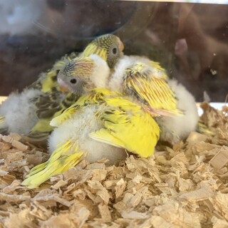 セキセイインコ　雛　2羽