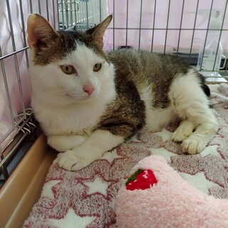 子猫を守りながら真っ黒になって生き抜いた子