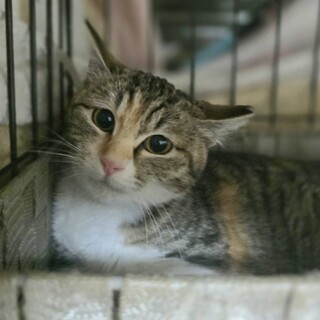 三毛姉妹で保護されました/サチコちゃん