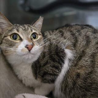 姉妹2匹で保護しました/スージーちゃん