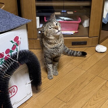 今日公園が騒がしくて…集団予防接種∑(ﾟДﾟ) あたちには関係ないわーヽ(^o^)