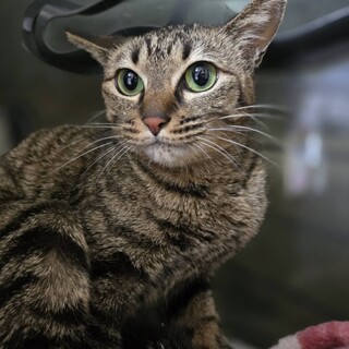 姉妹2匹で保護しました/パーラちゃん