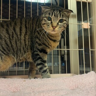 垂れ気味の耳がチャームポイント/かえでちゃん