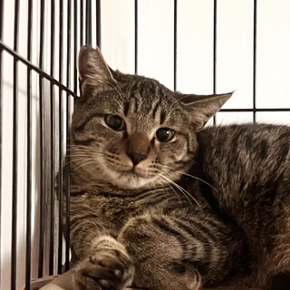 人馴れ訓練を頑張っているピョルくん