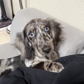 ミニチュアダックスフンド子犬