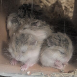 ロボロフスキーの赤ちゃん里親募集（最大10匹）