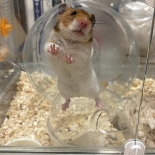 ゴールデンハムスターのオス里親募集