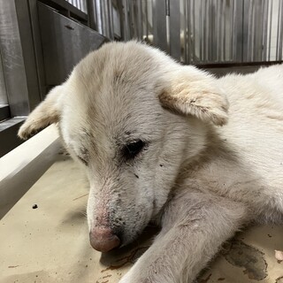 殺処分対象❗️収容期限4/13迄❗️延長なし