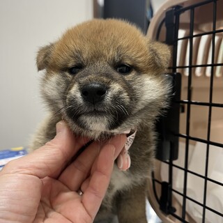 気弱な柴犬の赤ちゃん⭐︎二郎くん⭐︎