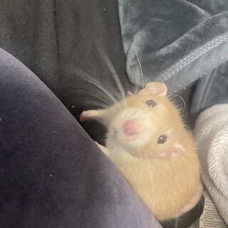 急募！ファンシーラット6ヶ月キンクマカラー