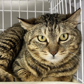 丸顔くりくりお目目のプラム♀