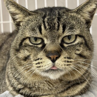 おっとり優しいはっさく♂