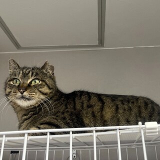 人が大好きなスリゴロにゃーちゃん♀