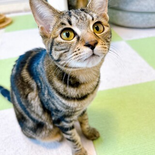 倉庫～ズ６兄妹　お転婆娘の トーア♀