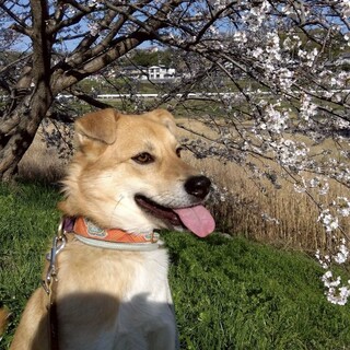 小さな半折れ耳と太眉毛風⭐︎ノエルくん⭐︎