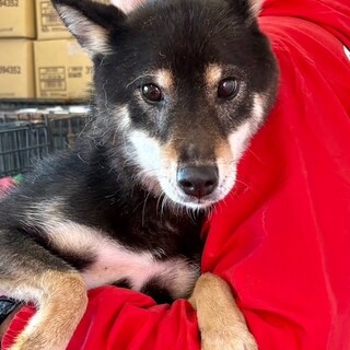 26-W72　黒柴のしぐれちゃん♪