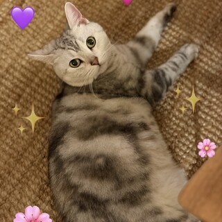 アメショーの女の子　9歳