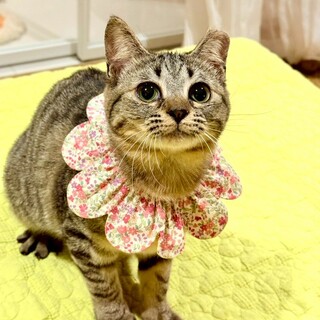 【4/12東銀座】梅子ちゃん★９ヵ月♪