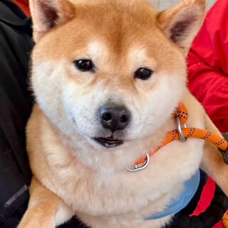 26-M80　穏やか利口な小鉄君！！