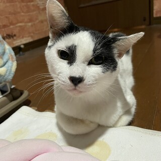 白黒の女の子　慣れ慣れのあみ　10歳