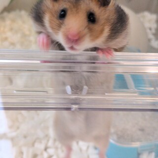 生後1ヶ月ゴールデンハムスター赤ちゃん