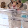 生後1ヶ月ゴールデンハムスター赤ちゃん