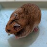 生後1ヶ月ゴールデンハムスター赤ちゃん