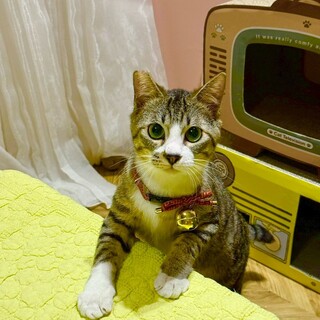 【4/12東銀座】栄一くん★９ヵ月♪