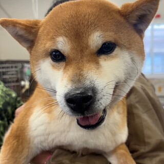 26-W92　可愛いかえでちゃんです♪