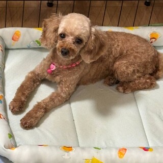 【緊急再募集】飼育放棄トイプードル　今度こそ幸せに