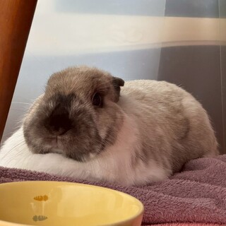 ふわふわほっぺのうさぎのフルールちゃん