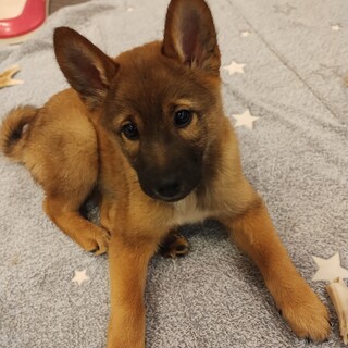 約2ヶ月半の男の子【カルーア】