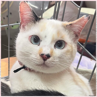 譲渡会参加★白三毛猫しいちゃん避妊済