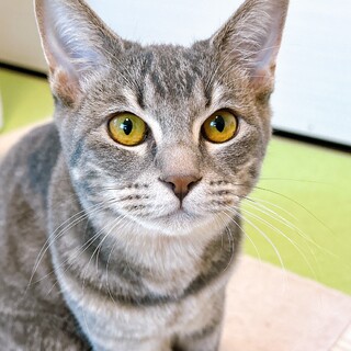 倉庫～ズ６兄妹　感情表現豊かな　スーア♀