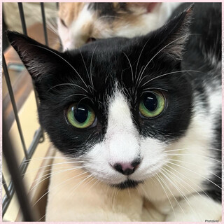 譲渡会参加★ハチワレちいちゃん避妊済