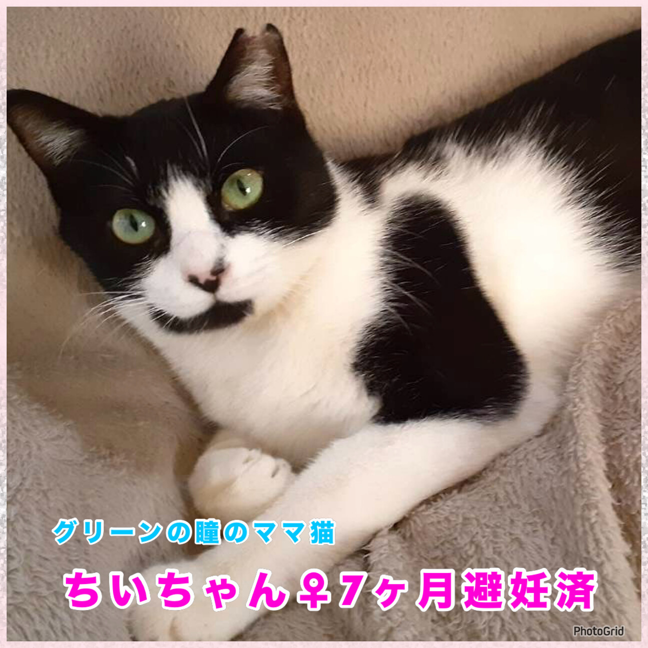 交渉中です☆ハチワレちい...」山口県 - 猫の里親募集(538593) 4枚目の 