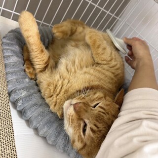 甘えん坊の茶トラ⭐︎こはく♂