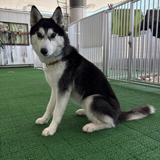 1歳の元気なハスキー｜ 白内障ケアあり・家族募集