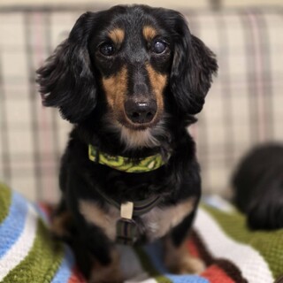 穏やかなダックスの男の子ポチャくん